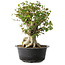 Acer buergerianum, 38 cm, ± 35 años, con un nebari de 22 cm