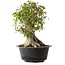 Acer buergerianum, 38 cm, ± 35 años, con un nebari de 22 cm