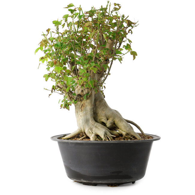 Acer buergerianum, 38 cm, ± 35 ans, avec un nebari de 22 cm