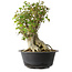 Acer buergerianum, 38 cm, ± 35 años, con un nebari de 22 cm