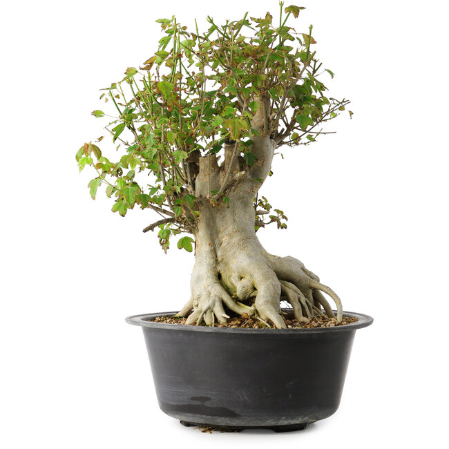 Acer buergerianum, 38 cm, ± 35 ans, avec un nebari de 22 cm