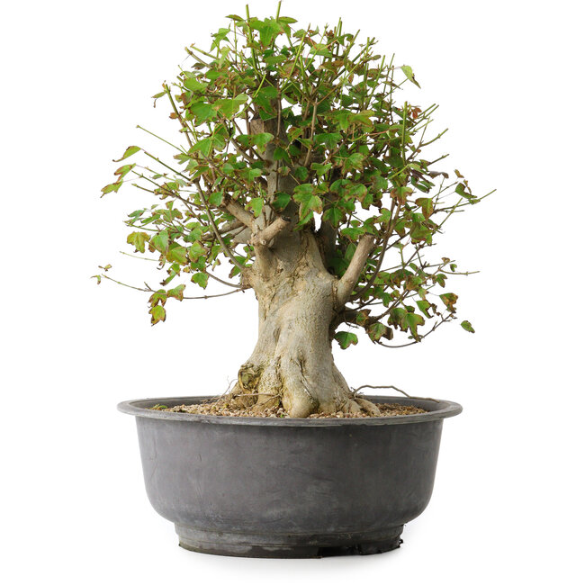 Acer buergerianum, 38,5 cm, ± 35 ans, avec un nebari de 17,5 cm