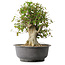 Acer buergerianum, 38,5 cm, ± 35 anni, con un nebari di 17,5 cm