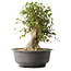 Acer buergerianum, 38,5 cm, ± 35 anni, con un nebari di 17,5 cm