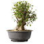 Acer buergerianum, 38,5 cm, ± 35 anni, con un nebari di 17,5 cm