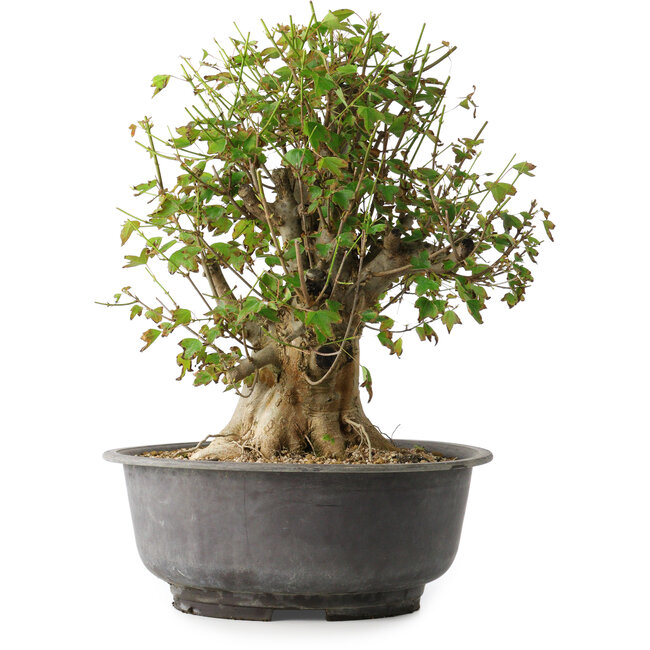 Acer buergerianum, 38,5 cm, ± 35 ans, avec un nebari de 17,5 cm