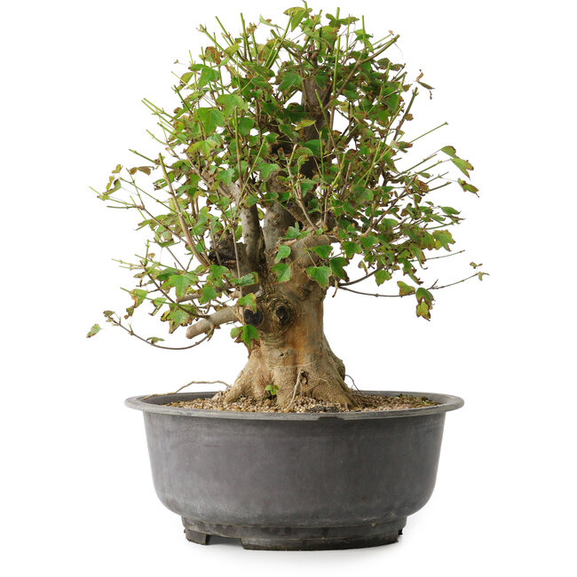 Acer buergerianum, 38,5 cm, ± 35 ans, avec un nebari de 17,5 cm