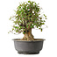 Acer buergerianum, 38,5 cm, ± 35 anni, con un nebari di 17,5 cm