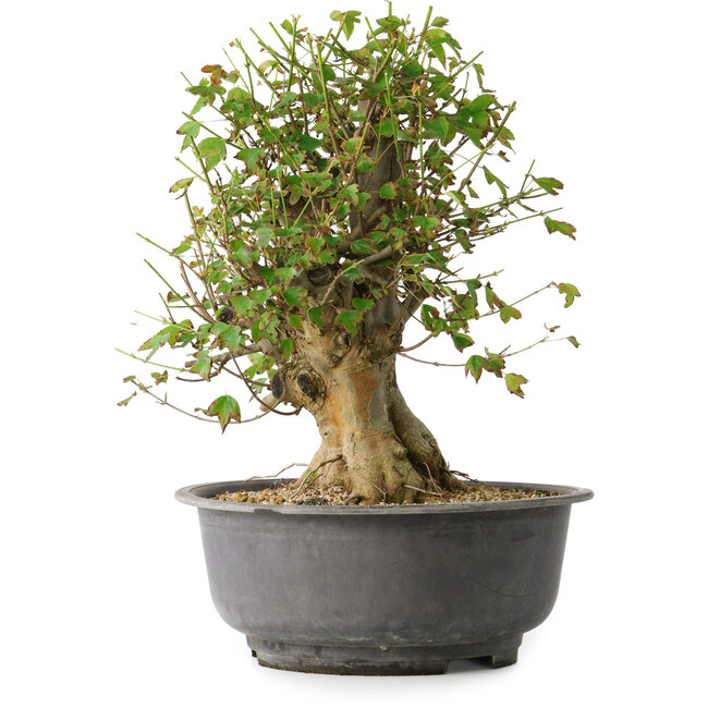 Acer buergerianum, 38,5 cm, ± 35 ans, avec un nebari de 17,5 cm