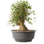Acer buergerianum, 38,5 cm, ± 35 anni, con un nebari di 17,5 cm