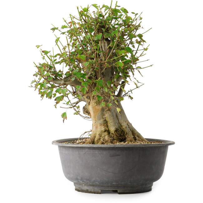 Acer buergerianum, 38,5 cm, ± 35 años, con un nebari de 17,5 cm