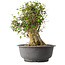Acer buergerianum, 38,5 cm, ± 35 anni, con un nebari di 17,5 cm