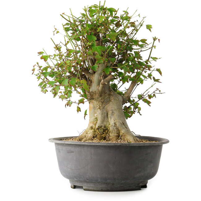 Acer buergerianum, 38,5 cm, ± 35 ans, avec un nebari de 17,5 cm