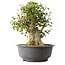 Acer buergerianum, 38,5 cm, ± 35 anni, con un nebari di 17,5 cm