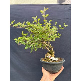 Syringa vulgaris, 28 cm, ± 8 años