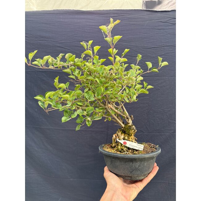 Syringa vulgaris, 28 cm, ± 8 jaar oud, met lila bloemen