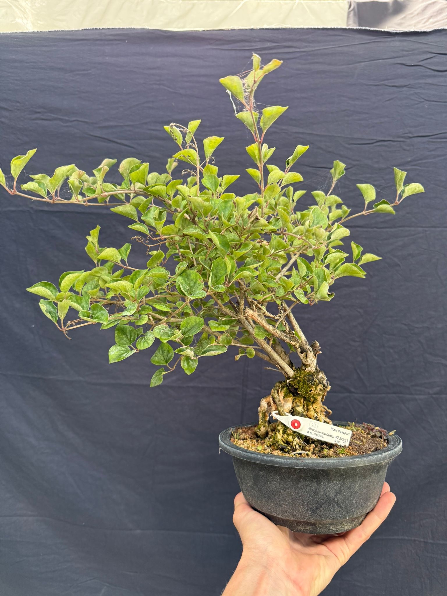 Syringa vulgaris, 28 cm, ± 8 jaar oud, met lila bloemen - Bonsai Plaza
