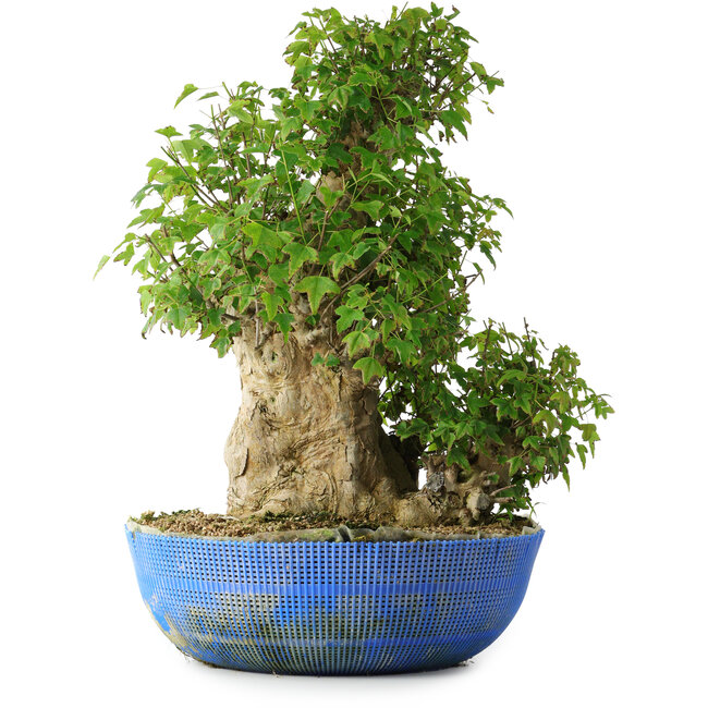 Acer buergerianum, 48,5 cm, ± 35 jaar oud, met een nebari van 24,5 cm