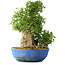 Acer buergerianum, 48,5 cm, ± 35 anni, con un nebari di 24,5 cm