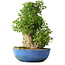 Acer buergerianum, 48,5 cm, ± 35 anni, con un nebari di 24,5 cm