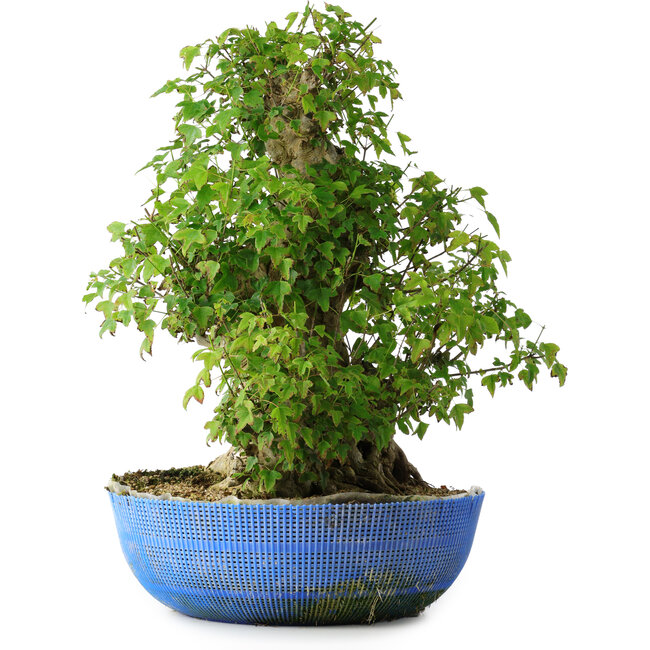 Acer buergerianum, 48,5 cm, ± 35 ans, avec un nebari de 24,5 cm