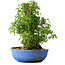 Acer buergerianum, 48,5 cm, ± 35 anni, con un nebari di 24,5 cm