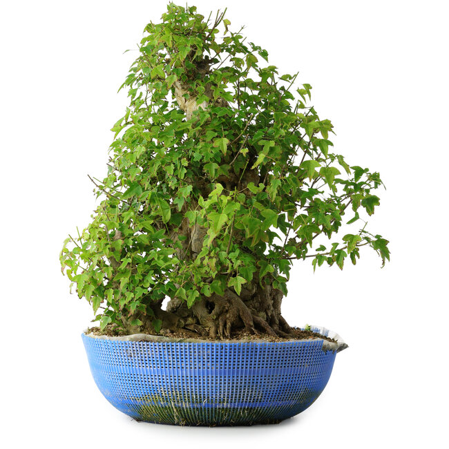 Acer buergerianum, 48,5 cm, ± 35 años, con un nebari de 24,5 cm