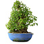 Acer buergerianum, 48,5 cm, ± 35 anni, con un nebari di 24,5 cm
