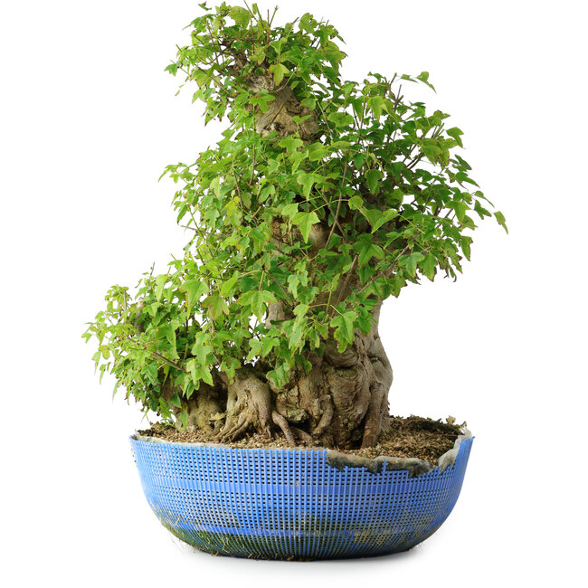 Acer buergerianum, 48,5 cm, ± 35 Jahre alt, mit einem Nebari von 24,5 cm