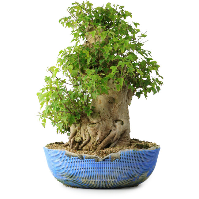 Acer buergerianum, 48,5 cm, ± 35 jaar oud, met een nebari van 24,5 cm
