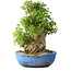 Acer buergerianum, 48,5 cm, ± 35 anni, con un nebari di 24,5 cm