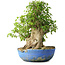 Acer buergerianum, 48,5 cm, ± 35 anni, con un nebari di 24,5 cm