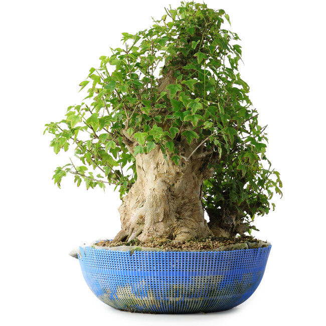 Acer buergerianum, 48,5 cm, ± 35 ans, avec un nebari de 24,5 cm