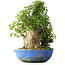 Acer buergerianum, 48,5 cm, ± 35 anni, con un nebari di 24,5 cm