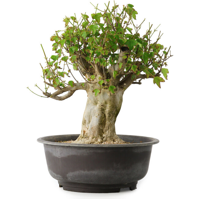 Acer buergerianum, 39 cm, ± 35 ans, avec un nebari de 15 cm