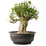 Acer buergerianum, 39 cm, ± 35 anni, con un nebari di 15 cm