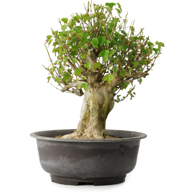 Acer buergerianum, 39 cm, ± 35 years old, with a nebari of 15 cm