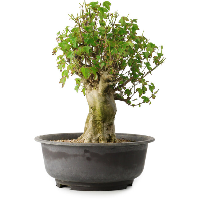 Acer buergerianum, 39 cm, ± 35 ans, avec un nebari de 15 cm