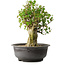 Acer buergerianum, 39 cm, ± 35 anni, con un nebari di 15 cm