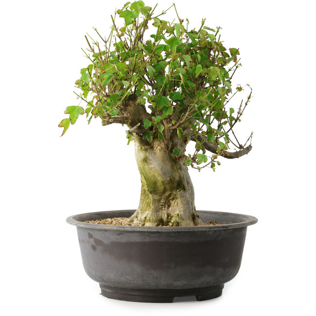 Acer buergerianum, 39 cm, ± 35 jaar oud, met een nebari van 15 cm