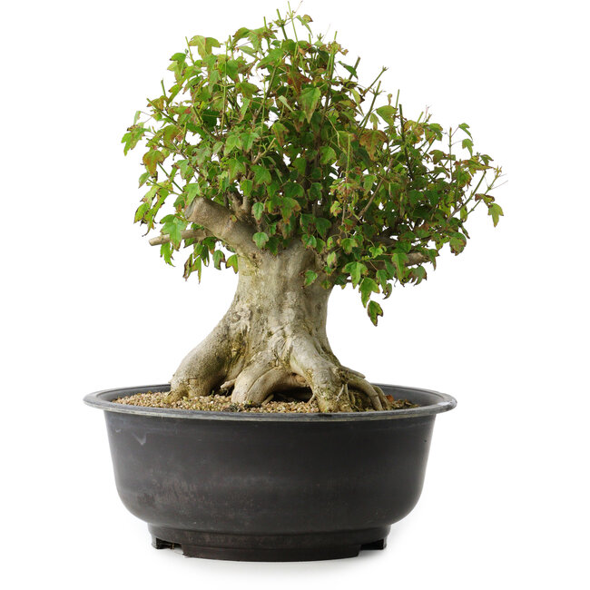 Acer buergerianum, 35,5 cm, ± 35 años, con un nebari de 18,5 cm