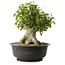 Acer buergerianum, 35,5 cm, ± 35 años, con un nebari de 18,5 cm