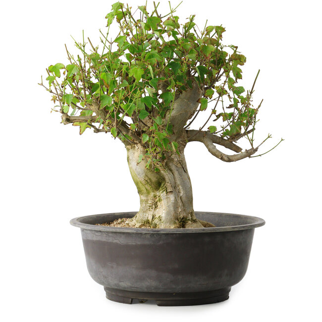 Acer buergerianum, 39 cm, ± 35 ans, avec un nebari de 15 cm