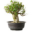 Acer buergerianum, 39 cm, ± 35 anni, con un nebari di 15 cm