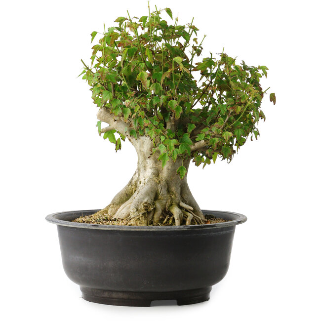 Acer buergerianum, 35,5 cm, ± 35 años, con un nebari de 18,5 cm