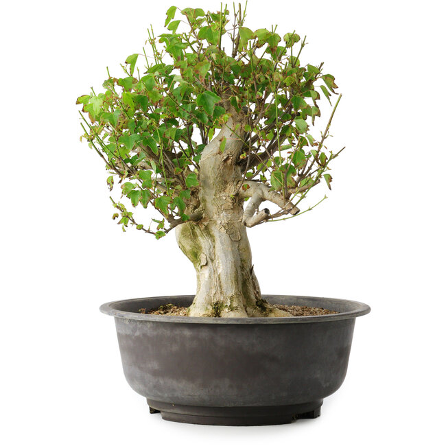 Acer buergerianum, 39 cm, ± 35 años, con un nebari de 15 cm