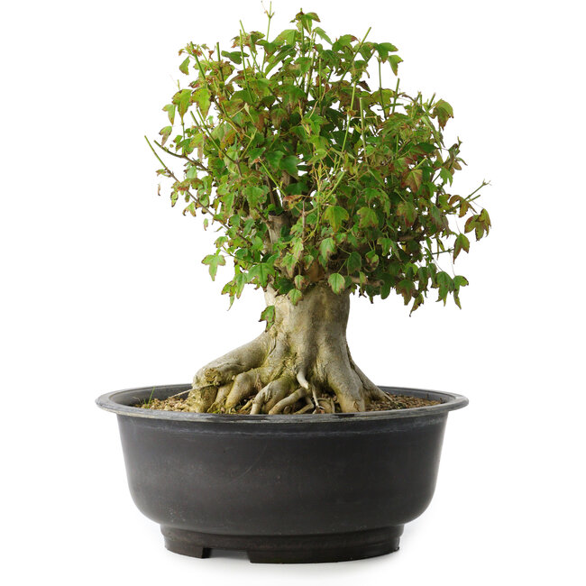 Acer buergerianum, 35,5 cm, ± 35 ans, avec un nebari de 18,5 cm