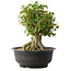 Acer buergerianum, 35,5 cm, ± 35 años, con un nebari de 18,5 cm