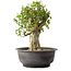 Acer buergerianum, 39 cm, ± 35 anni, con un nebari di 15 cm