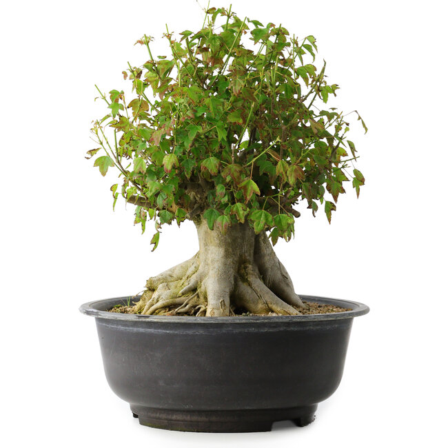 Acer buergerianum, 35,5 cm, ± 35 anni, con un nebari di 18,5 cm